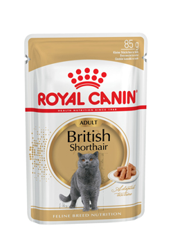 E_British-Shorthair-wet