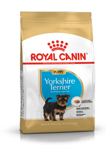 K_Yorkshire Terrier Junior