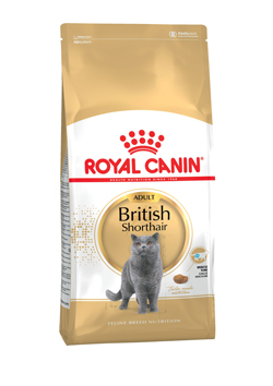 E_British-Shorthair