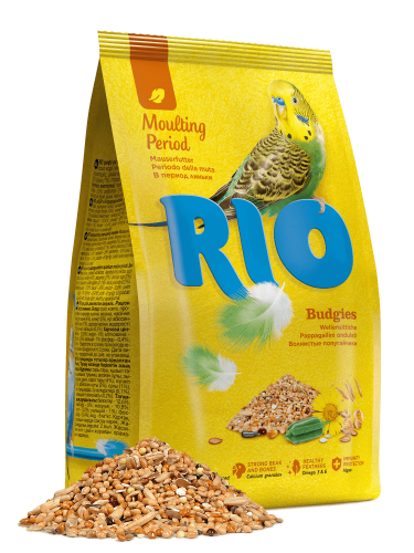 Rio_budgies_moulting_period