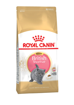 E_British-Shorthair-kitten