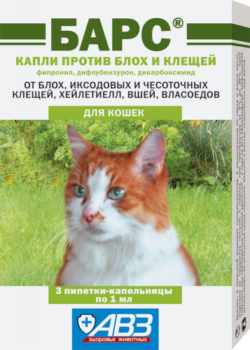 bars_kapli_insect_cat
