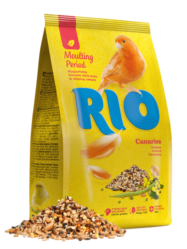 Rio_canaries_moulting_period