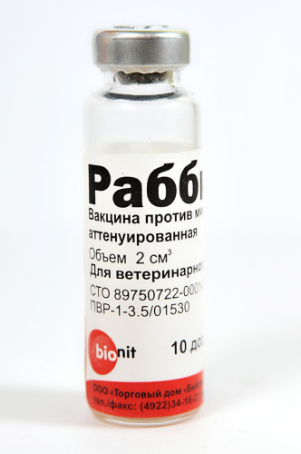 rabbivak_b