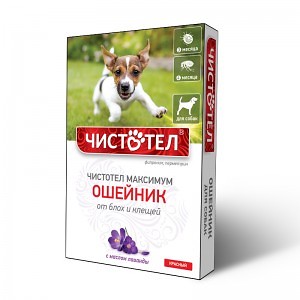 chistotel_maksimum_sobaki_krasn