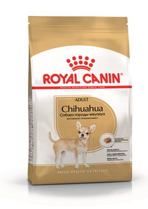 K_Chihuahua Adult