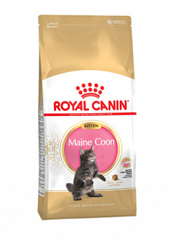 E_Maine-Coon-kitten