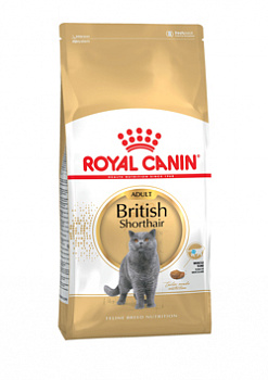 E_British-Shorthair