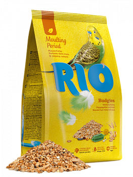 Rio_budgies_moulting_period