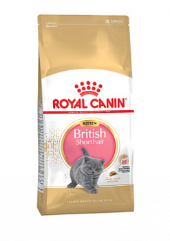 E_British-Shorthair-kitten