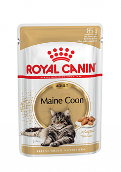 E_Maine-Coon-wet